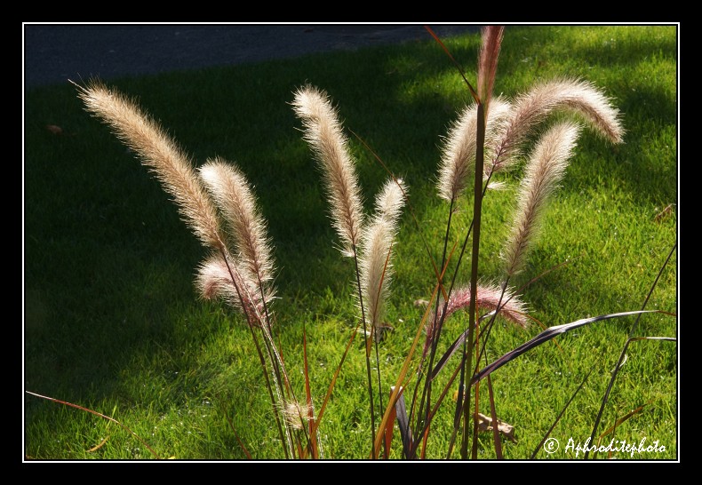 028 Fleursr